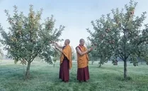 Find happiness at work by picking the most beautiful apple